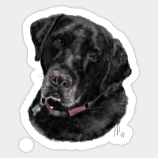 Sweet Old Black Labrador Retriever Sticker